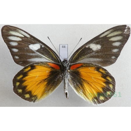 Delias zebuda Hewitson, 1862 male reverse Indonesia, Sulawesi44